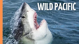 Wild Pacific - The Beauty of Life | Full Documentary
