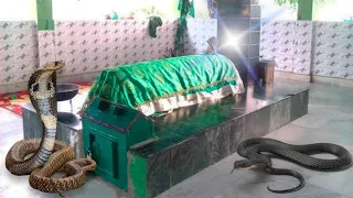Mumbai Ki Ek Aisi Dargah Jahan 2 Sanp Aate Hain Salami Dene | Zinda Karamat Faqeer Shah Baba Mumbara