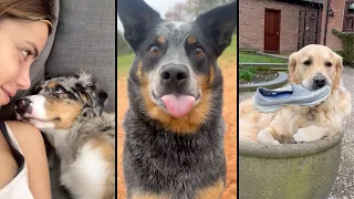 I would do anything for these dogs ❤️