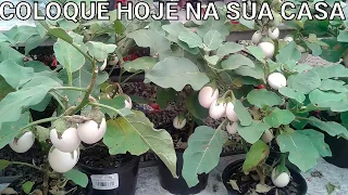 COLOQUE ESSA PLANTA HOJE EM SUA CASA!!!