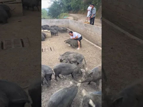 Pig Catching Videos #fyp #viral #shorts #pig #boar #animals #wildboar #wildlife #farmlife