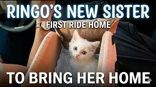 WE FINALLY SHARED THE STORY(Mango's Adoption)😺🐾 #cat #catadoption #rescuecat