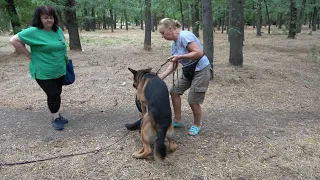 Puppies coming soon! Spectacular German Shepherds Alfons and Elsa. Odessa. Ukraine.