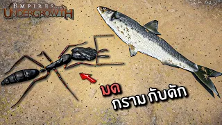 สงคราม มดกรามกับดัก - Empire of the undergrowth ไทย Aggrandise