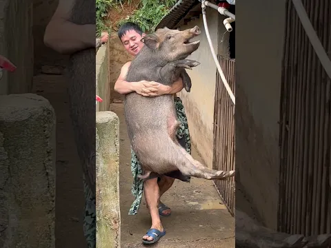 Amazing Catch: Boar Very Big 🐗 #warthog #pig #boar #hog #viral #animal #wildpig #wildboar #wildlife