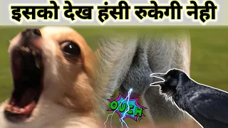 जनवारो के मजेदार करनामे | Funny Animals Moment 🤣🤪