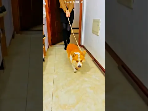 This Dog Surprised His Owner in the Cutest Way 🐶❤️  #dog #trending #shortvideo