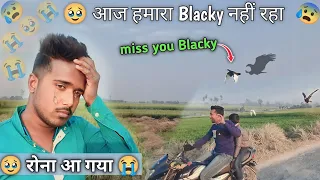 😰🕊️🦅आज अपना blacky नही रहा || miss you blacky || Sultan pigeon Jainul Khan