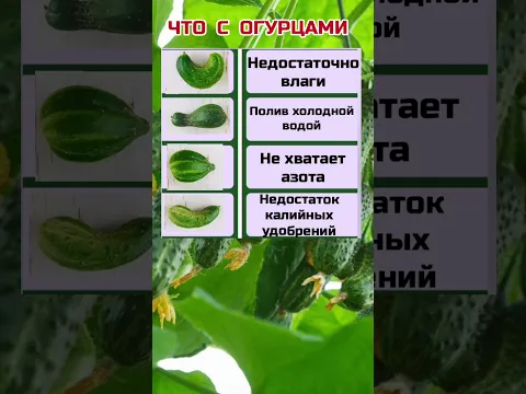 Чего не хватает огурцам #огород #огурцы #полезныесоветы #shortvideo #реки #womenssecrets