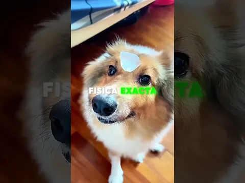 ¡El truco del hielo que expone el lado oculto de los perros! 🧊🐶