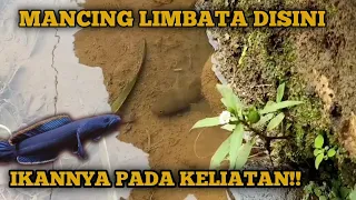 Ikan Nya Pada Keliatan || Mancing Ikan Bogo Atau Channa Limbata Di Selokan Kecil Sambarannya Greget