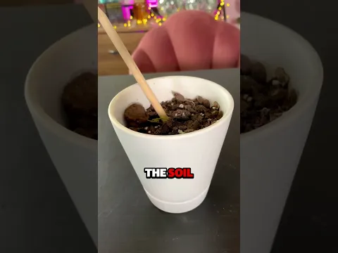THIS PENCIL GROWS INTO A PLANT