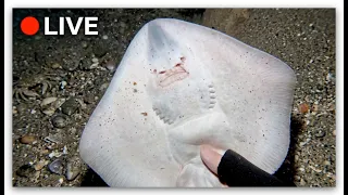 🔴 LIVE | Catching MONSTER Lobsters by Hand! 🦞 (Underwater Adventure)