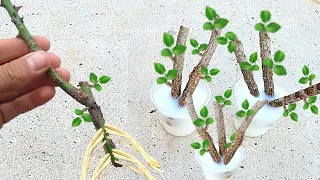 TÉCNICA PARA ENRAIZAR QUALQUER GALHO (Apenas 1 ingrediente)
