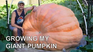 Growing my 2480 pound (1125 kg) Giant Pumpkin