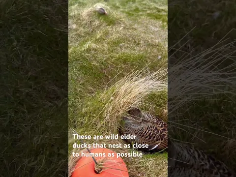 Inside An Eider Sanctuary POV