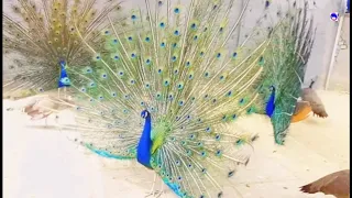 Peacock dance peacock dance