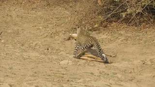 Leopard's Lightning Kill: Incredible Safari Moment!