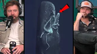 Forrest Galante Reacts to First Footage of Sperm Whale Eating a Giant Squid