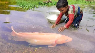 Amazing Hand Fishing Video | Traditional Catching Fish By Hand in Pond Water