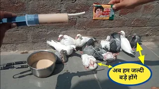 कबूतर के बच्चे को जल्दी बड़ा करने का सबसे आसान तरीका 10 रूपये के बिस्किट से #kabootarcare