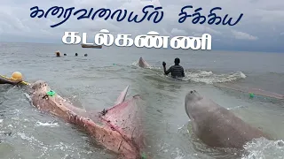 அதிசய கடல் கன்னி மீனை ( கடல் பசு ) காப்பாற்றிய மீனவர்கள்