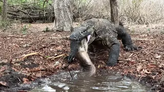 Komodo dragons don't like eating eels 😅