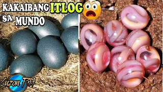 8 PINAKA KAKAIBA AT NAKAMAMANGHA Mga ITLOG Sa Buong Mundo | Pambihirang Itlog |