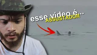 TUBARÃO devora HOMEM nas águas do EGITO | wildboppre