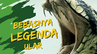 Bebasnya Ular Legenda Yang Sangat Berbahaya