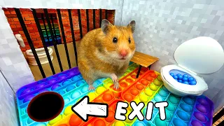 🐹 Hamster Escapes the Pop It Maze for Pets in real life 🐹 in Hamsters Show