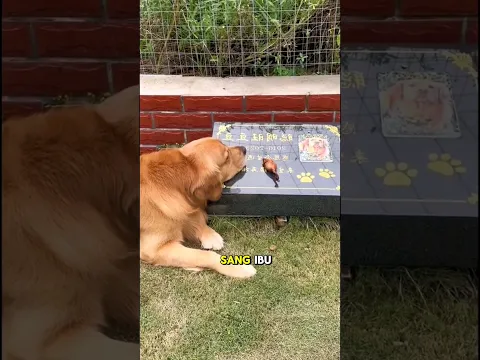 Anjing ini meminta ayam ke majikannya dan ternyata dia membawanya ke makam sang ibu🥺❤️