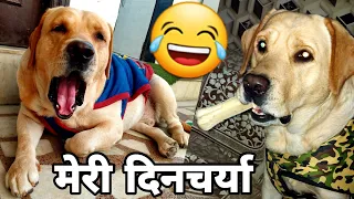 Labrador #Dog Shy Ke Pure Din Ki Dincharya | Funny Dog Video | SourShy Dog @sourabhkawargurjar.sourshy