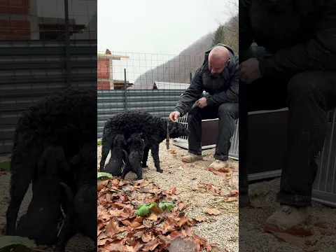 Gerettet ❤️‍🩹  TEIL 2  #savethedogsbih #pleasedonate #tiere #pleasehelp #rescuedogs #puppy