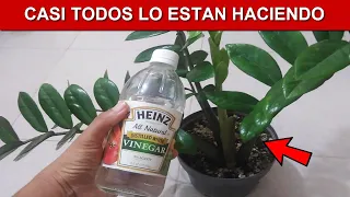 Riegas tus plantas con vinagre y no te imaginas lo que sucede /acaba las plagas