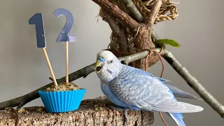 Flink cumple 12 años!!