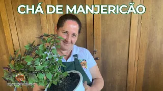 Chá de Manjericão | Segredos Que Ninguém Conhece