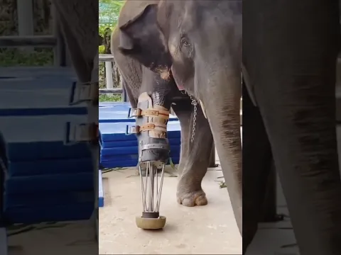 He Refused to Give Up – So He Built a New Leg for His Elephant! 🐘❤️ #shorts #animals #viral