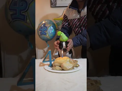 Surprising my Boston terrier with best birthday present ever