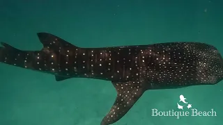 30.04.22 - Raandi Wreck, Whale Shark Snorklling, Bodu Thila & Kudarah Thila.