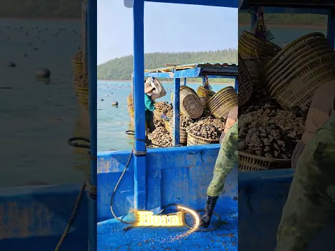 1k/1 con hàu là mong ước duy nhất từ hồi bắt đầu nuôi hàu đến giờ