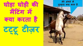 घोड़ा घोड़ी की मैटिंग में टट्टू टीज़र का क्या काम Horse Mating Breeding Reproduction Information Video