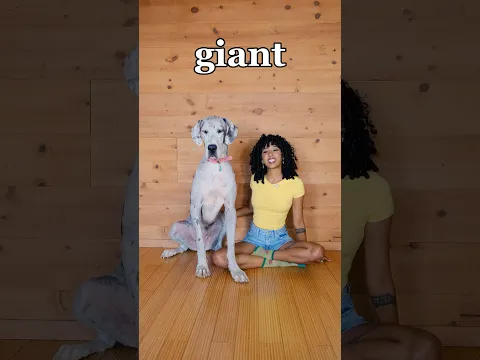 a giant bean bag for a giant dog 🙂‍↕️