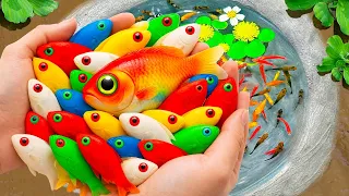 Catching the Most Beautiful Fish | Unbelievable Colors on this Fish