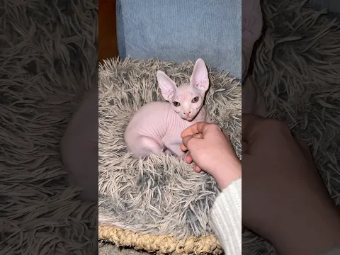 Добро пожаловать в семью, Киви!🥝💕🐾