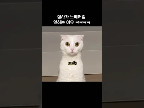 돈 벌어 오라는 주인님의 귀여운 냥소리