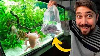 COLOQUEI UM NOVO MORADOR NO AQUÁRIO DOS AXOLOTES