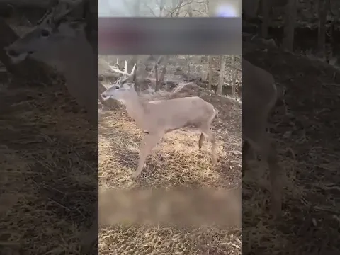 Олень зацепился рогами, но ему повезло, что рядом проезжали люди