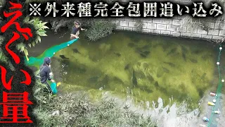 沖縄で異常繁殖した外来種を『巨大な網』で追い込んで捕獲せよ！
