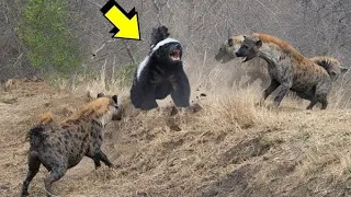 tejón Melero - El Animal más valiente